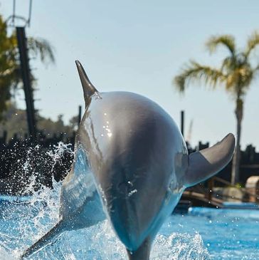 dolphin 