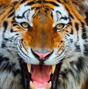 tiger
